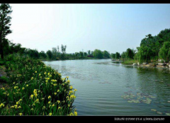 青州弥河一期北段绿化工程